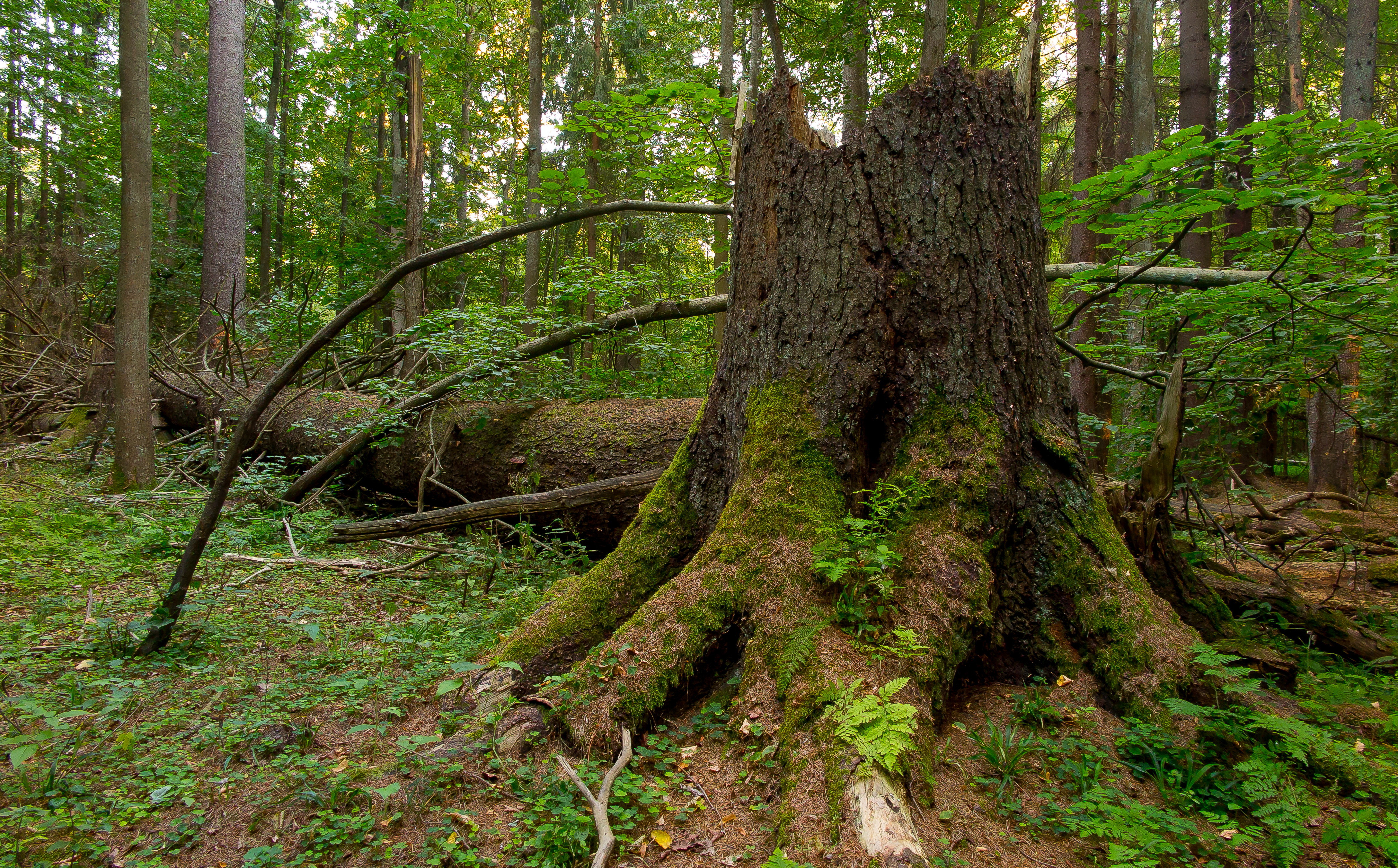 Dzika Puszcza Białowieska
