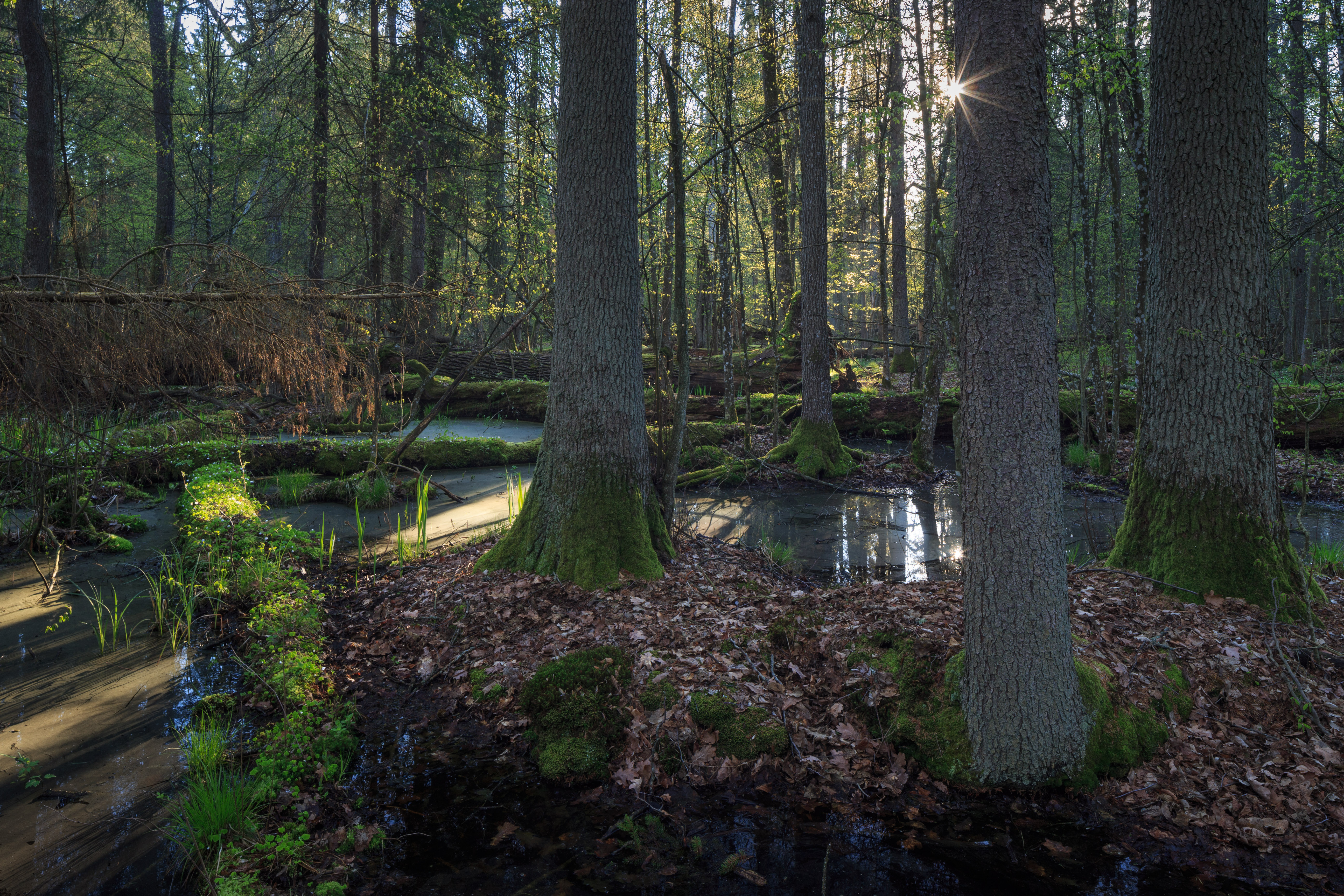 Puszcza Białowieska - Adam Ławnik