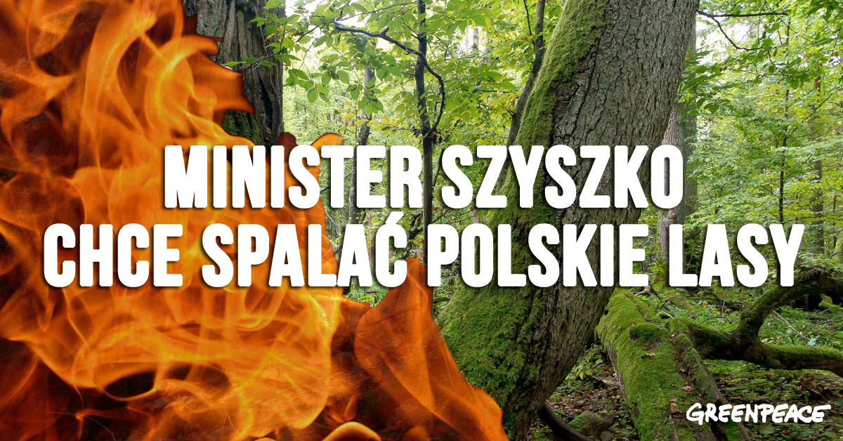 Minister Szyszko chce spalać polskie lasy
