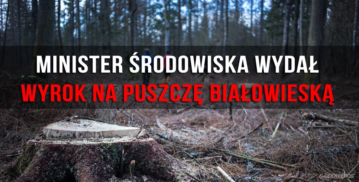 Wyrok na Puszczę