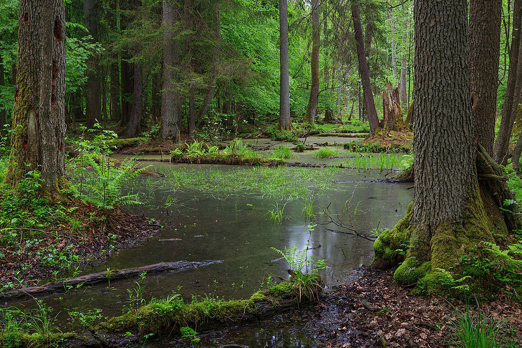 Puszcza Białowieska / fot. Adam Ławnik