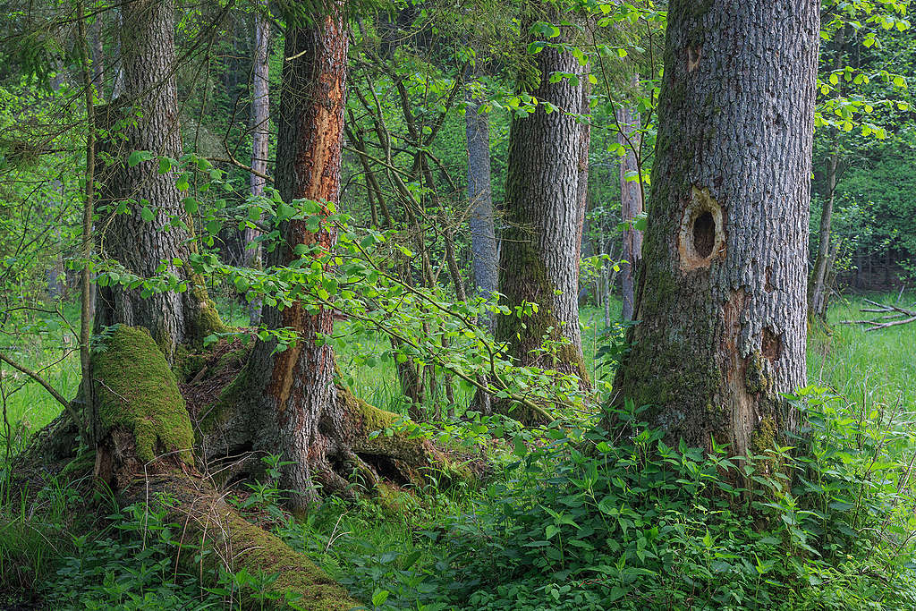 Puszcza Białowieska