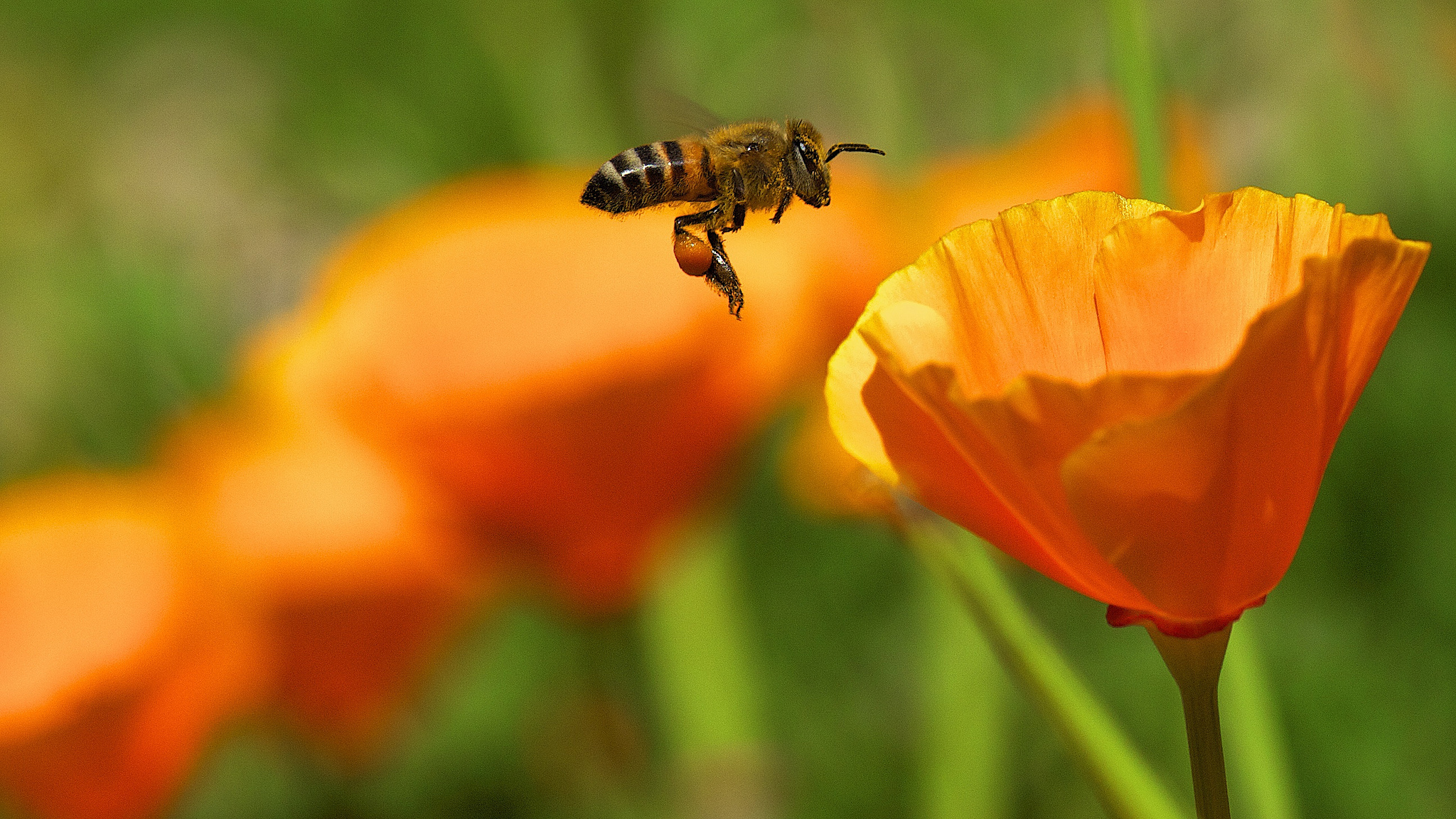 Запах нектара. Пчела. Пчела на цветке. Пчелки в поле. Пчела над цветком.