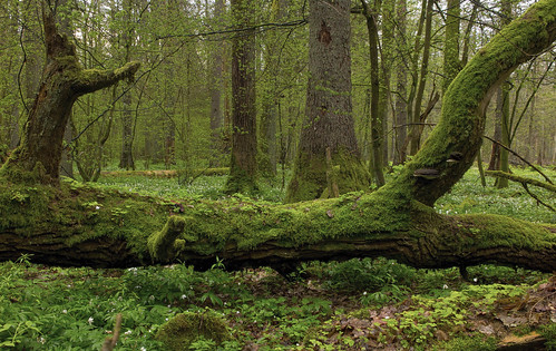 Wycinka Październik Puszcza Białowieska