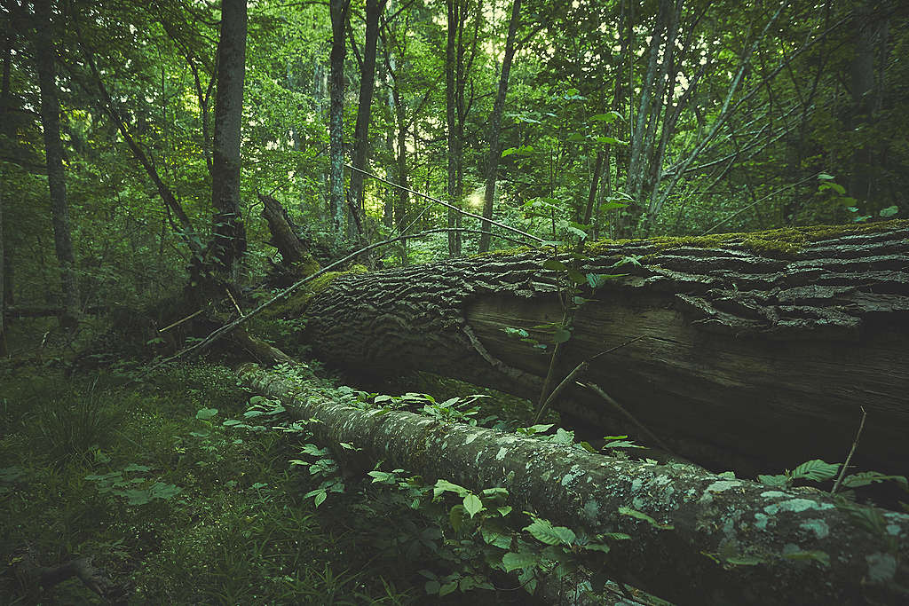 Puszcza Białowieska Puszcza Białowieska