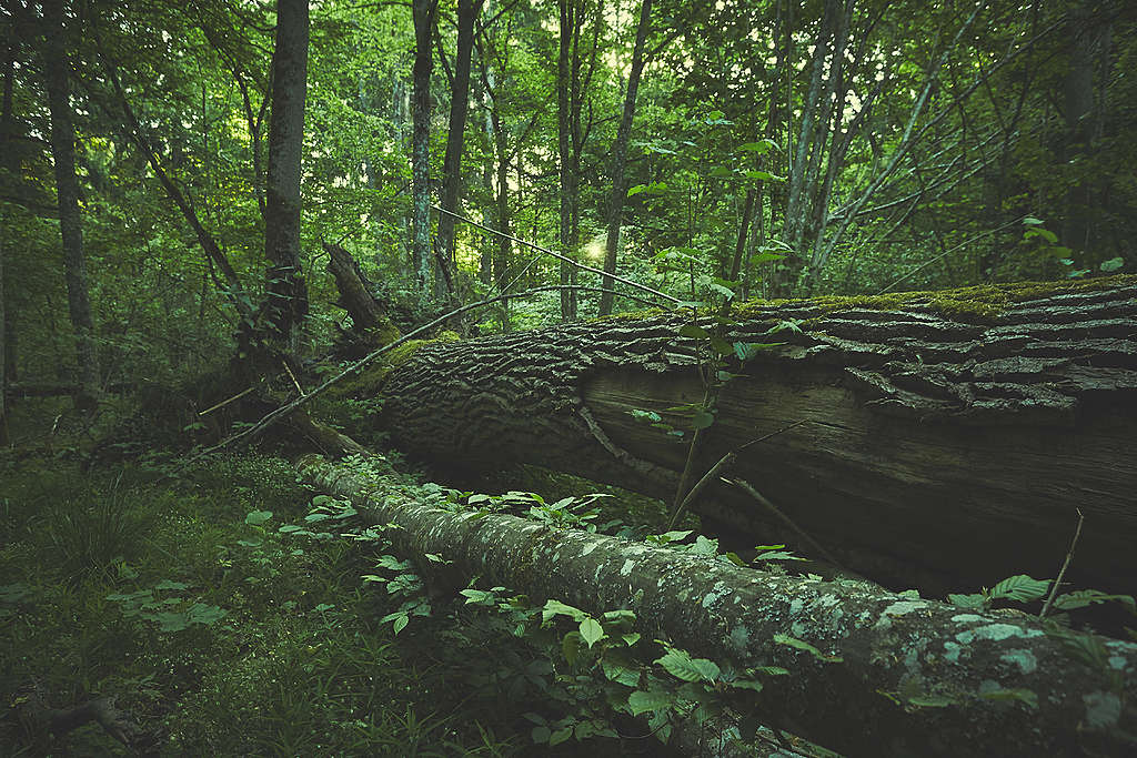 Puszcza Białowieska