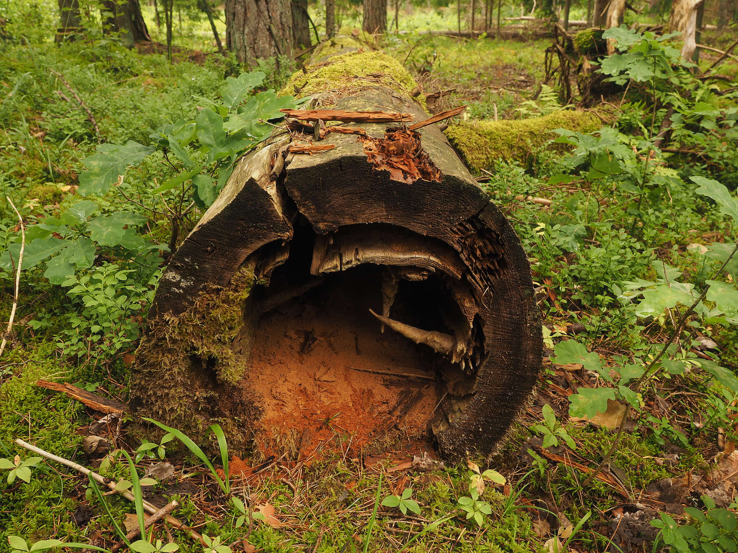 Martwe drzewo w Puszczy Białowieskiej