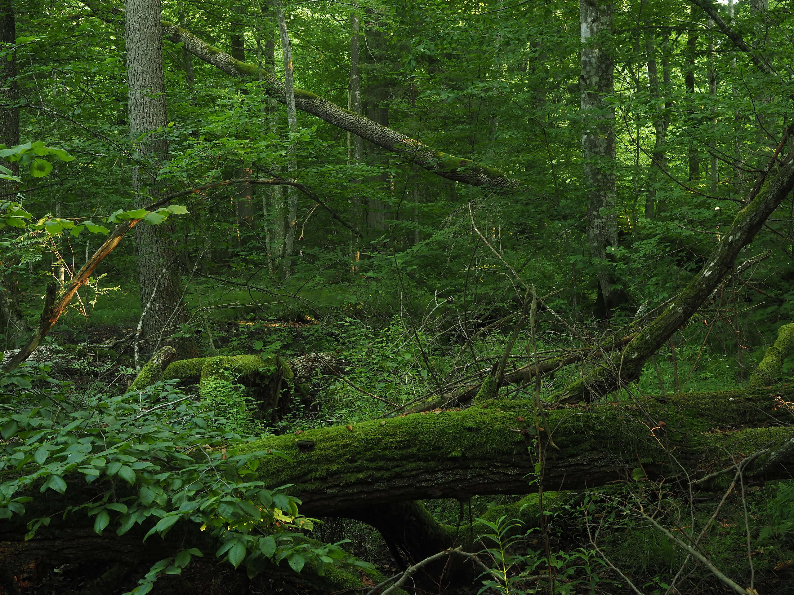 Puszcza Białowieska