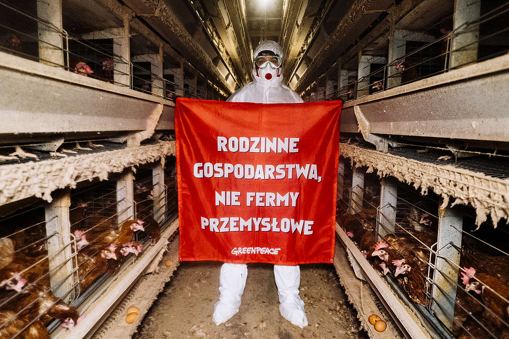 Rodzinne gospodarstwa, nie fermy przemysłowe