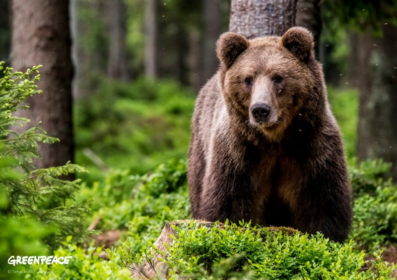 Wrzesień - Kalendarz Greenpeace