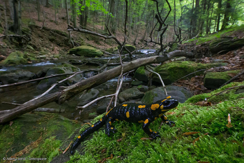 Karpaty - Salamandra