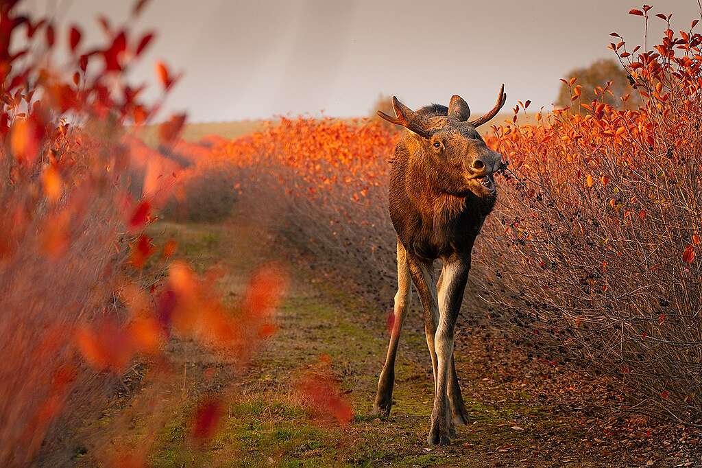 Łoś, fot. Aleksandra Puczyńska © Aleksandra Puczyńska Łoś