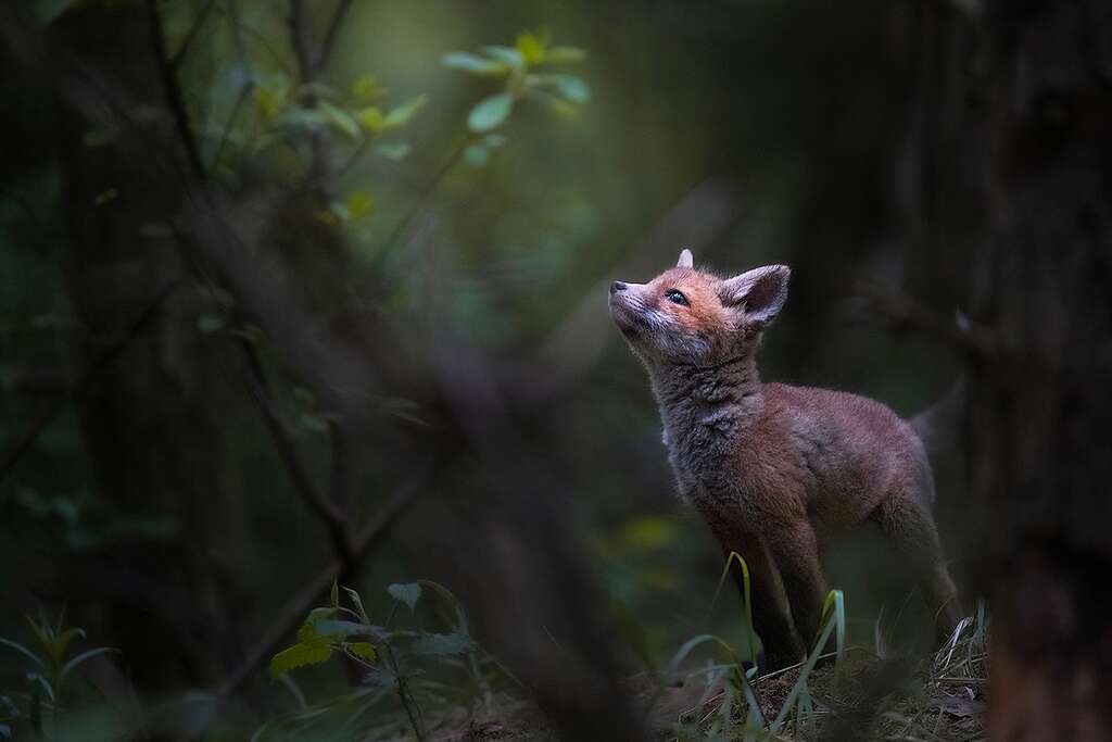 Lisek, fot. Patrycja Dzianok © Patrycja Dzianok