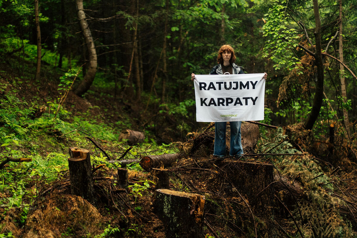 Carpathian Expedition in the Bieszczady Mountains, Poland. © Max Zielinski / Greenpeace