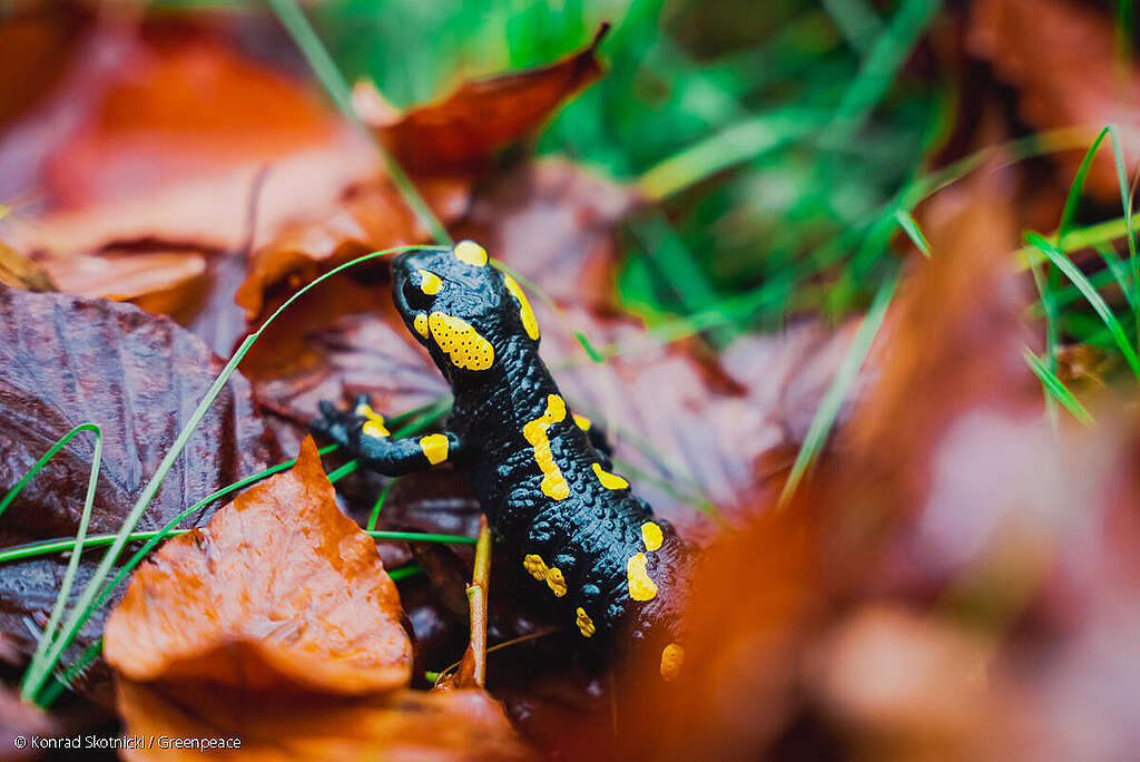 Salamandra plamista w Bieszczadach