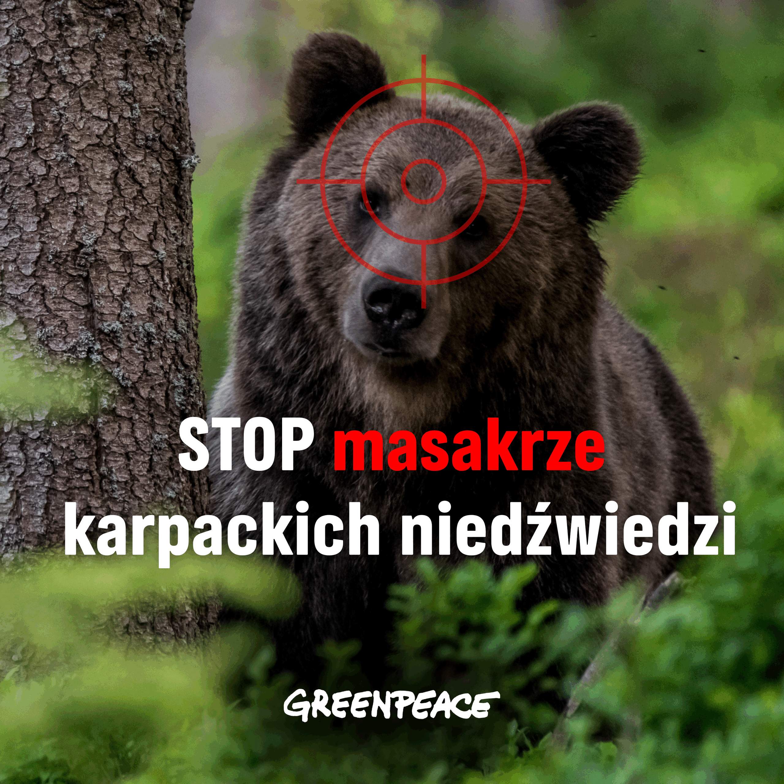 Słowacja nielegalnie zabija polskie niedźwiedzie! Interweniujemy w Komisji Europejskiej