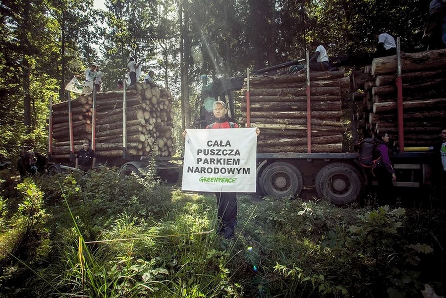 Prawie cała Puszcza bez wycinek