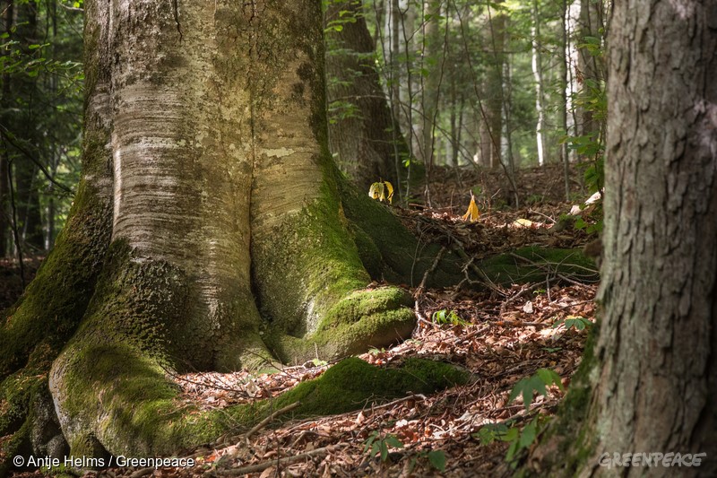 Nordic Forest in Romania. Glodeasa Forest Natura 2000 site in the Carpathian Mountains. Beech tree.