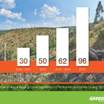 Greenpeace Romania analysis: almost 100 cases of illegal logging per day in 2015