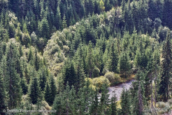 Romanian forests in the Carpathian mountains near the village Capatinenii Ungureni &copy; Thomas Einberger