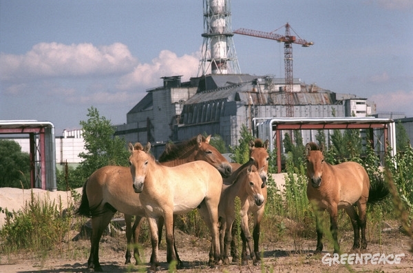 Wild Horses in Pripyat © Vaclav Vasku / Greenpeace