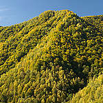 Nordic Forest in Romania. © Markus Mauthe / Greenpeace