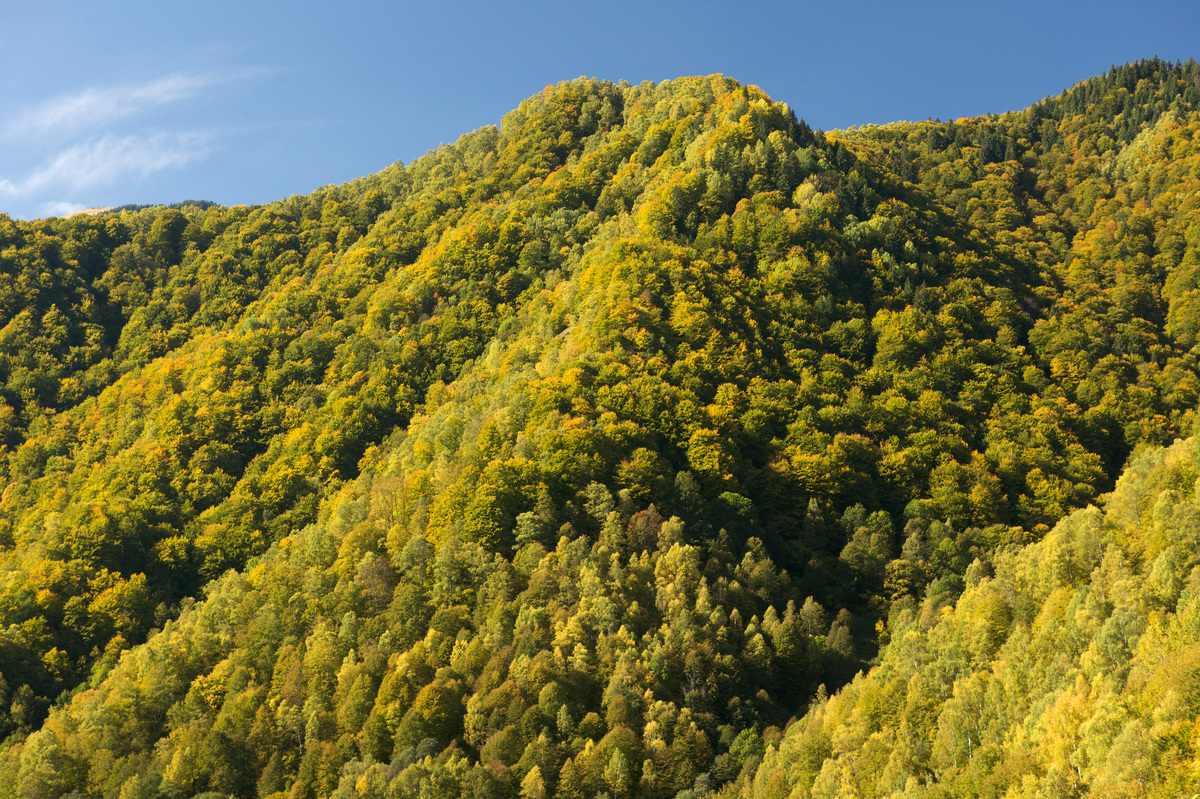 Nordic Forest in Romania. © Markus Mauthe / Greenpeace