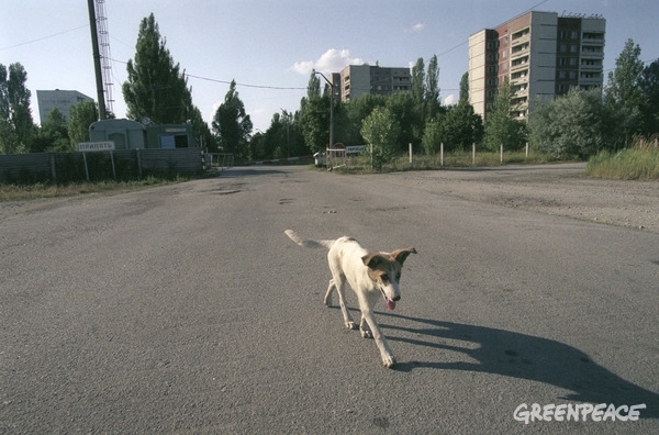  Stray Dog in Pripyat © Vaclav Vasku / Greenpeace