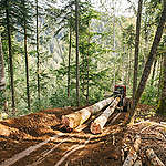 Illegal Logging in the Făgăraș Mountains in Romania. © Cristian Grecu / Greenpeace