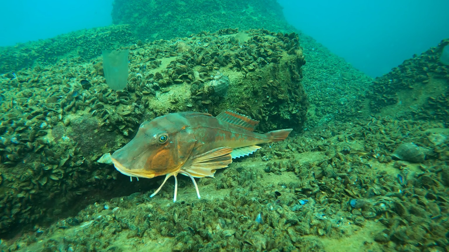 Neptun Deep: microtunelul de la Tuzla amenință două arii protejate