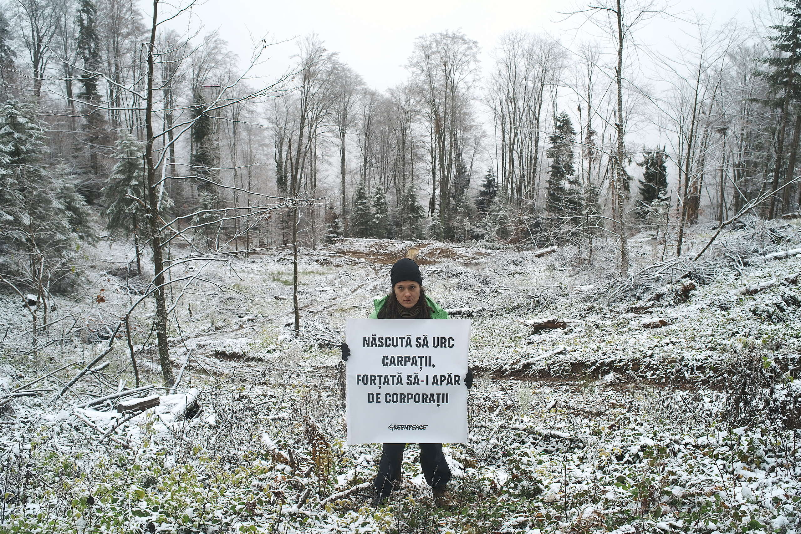 2026: un an de mobilizare pentru pădurile României