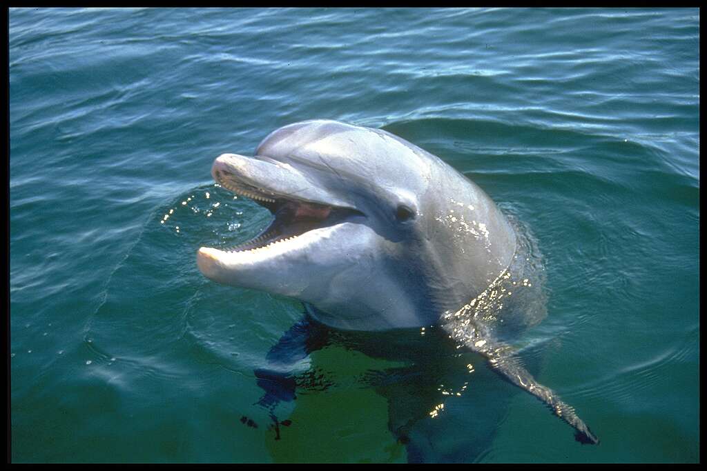 Bottlenose Dolphins in the Gulf of Mexico