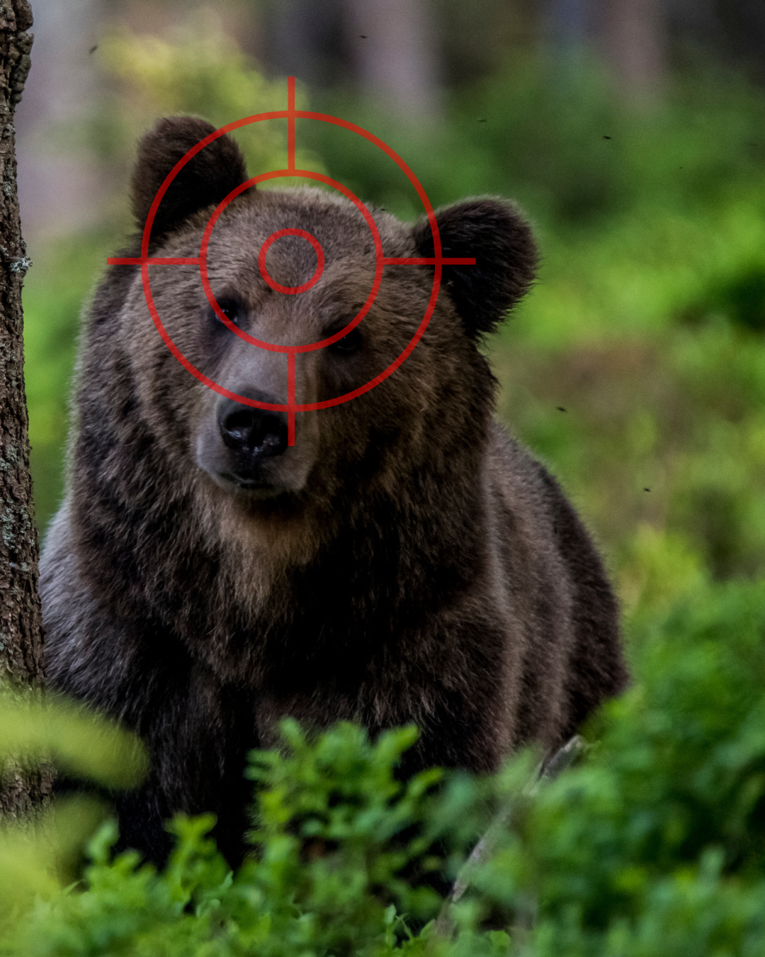 Greenpeace Poľsko podáva Európskej komisii sťažnosť na Slovensko pre nezákonný odstrel medveďov