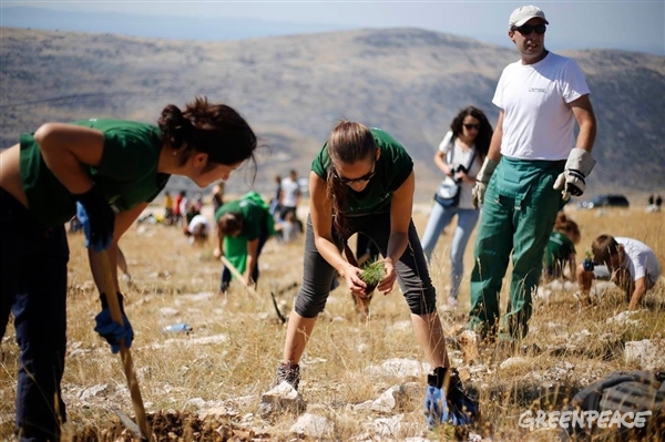 Pogozdovanje na Hrvaškem - Boranka (Foto: Greenpeace)