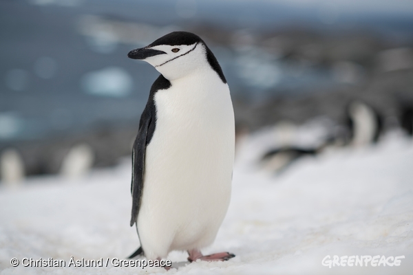 Ogrličasti pingvin