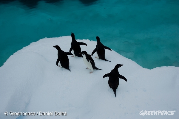 Pingvini na Antarktiki
