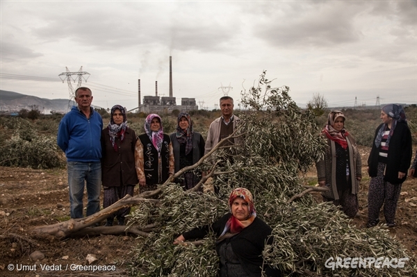 Kolin je nezakonito uničil nasad oljk zaradi razširitve premoga v Turčiji