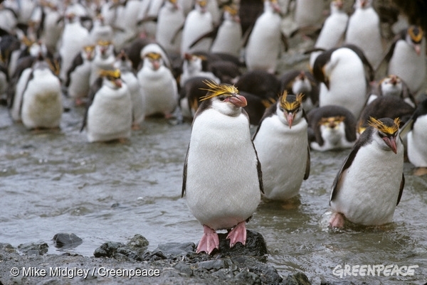 zlatočopasti pingvin