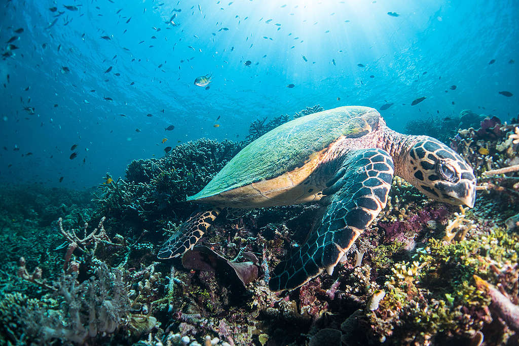 Green Turtle at Raja Ampat in West Papua. © Awaludinnoer / Greenpeace