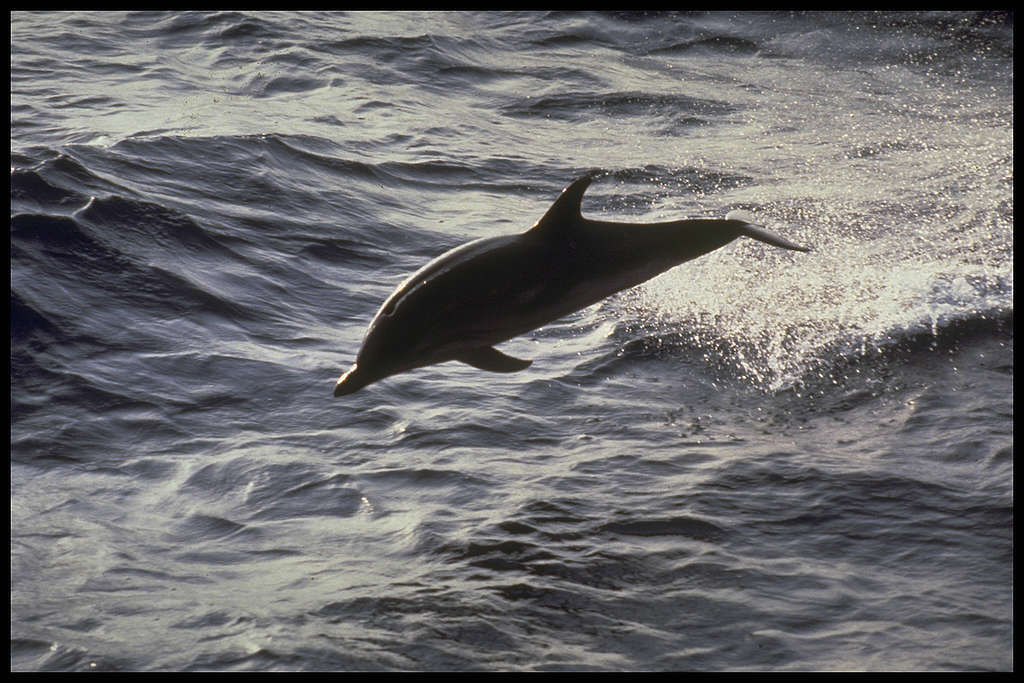 Delfin v Sredozemskem morju. © Greenpeace / Forcada