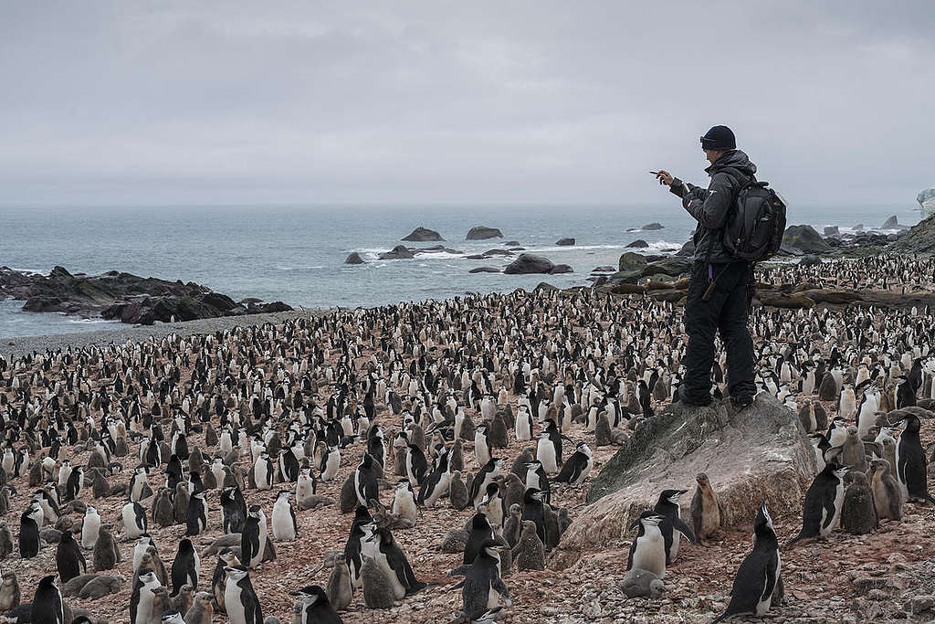 Chinstrap Penguin Survey on Elephant Island in Antarctica. © Christian Åslund / Greenpeace Raziskava Chinstrap pingvinov na otoku Elephant na Antarktiki. © Christian Åslund / Greenpeace