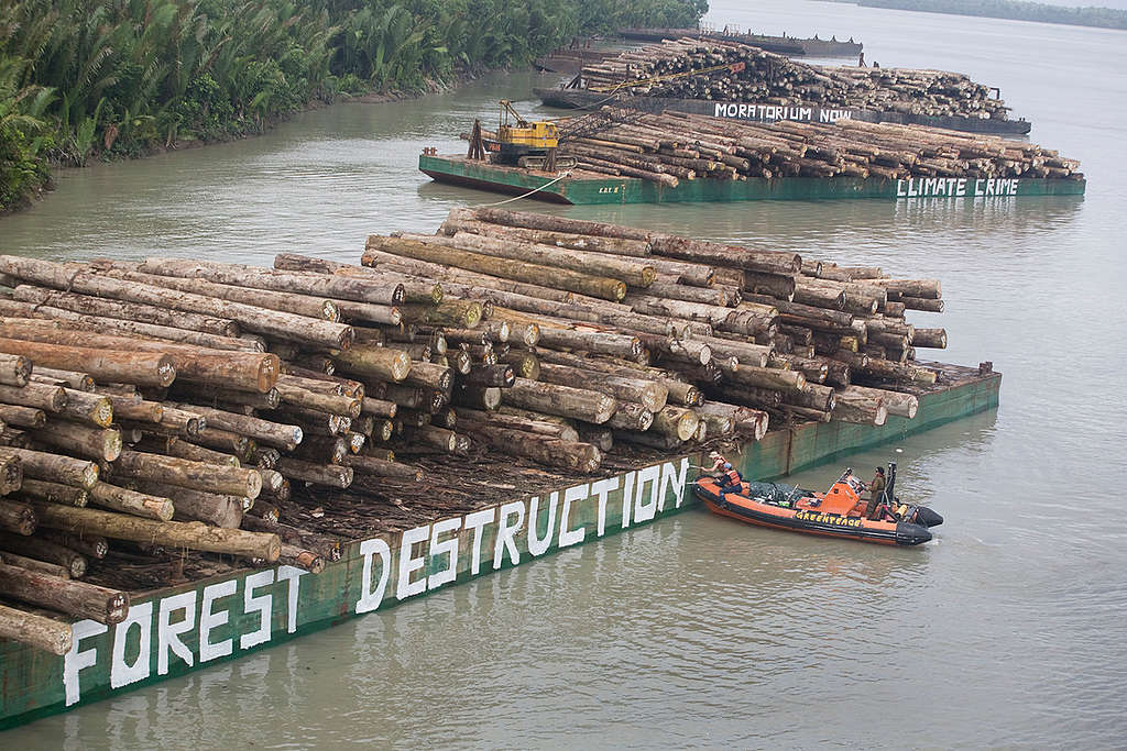 Forest Action on Illegally Felled Trees in Paia Port. © Greenpeace / Jeremy Sutton-Hibbert