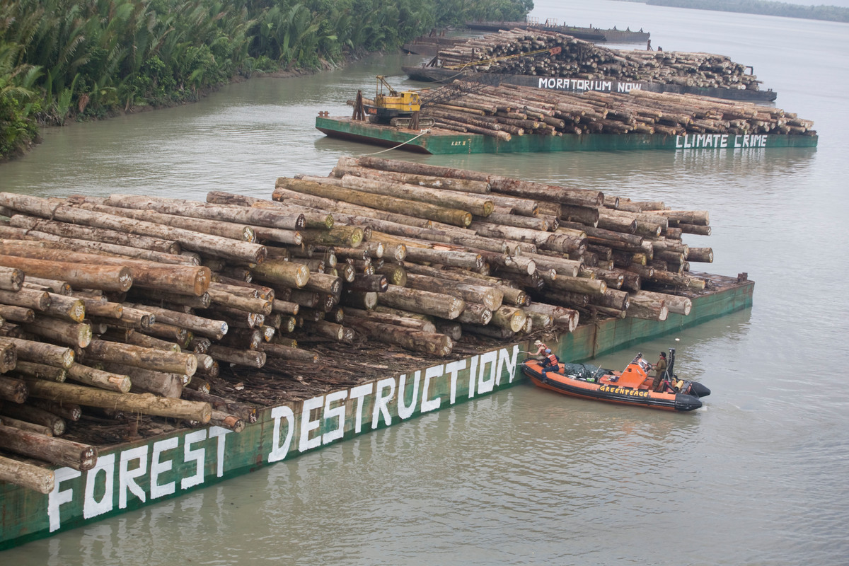 Forest Action on Illegally Felled Trees in Paia Port. © Greenpeace / Jeremy Sutton-Hibbert