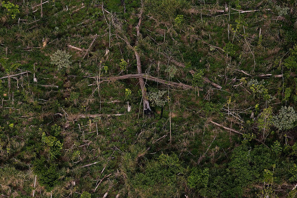 Deforested Area for Cattle Ranching in Brazil. © Marizilda Cruppe / EVE / Greenpeace