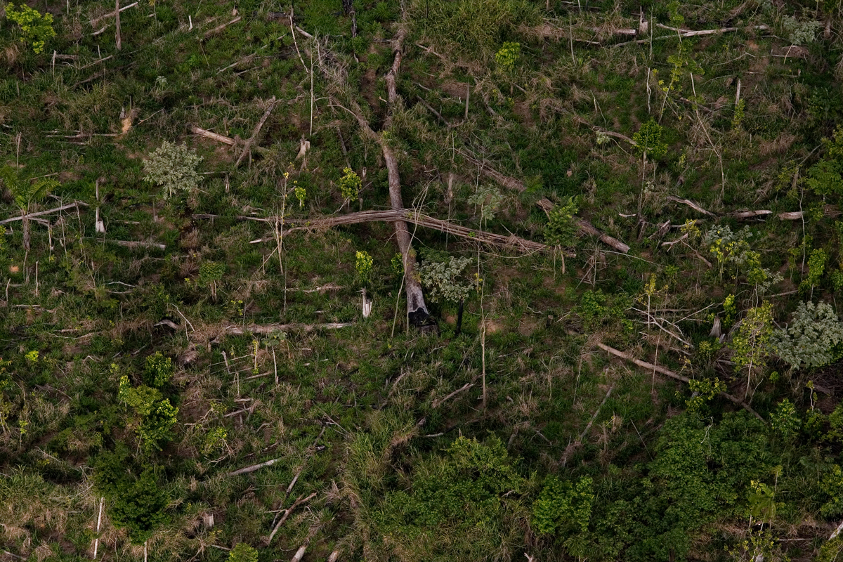 Deforested Area for Cattle Ranching in Brazil. © Marizilda Cruppe / EVE / Greenpeace