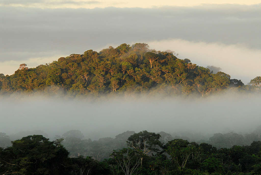 Amazon Rainforest. © Markus Mauthe / Greenpeace Amazon Rainforest. © Markus Mauthe / Greenpeace