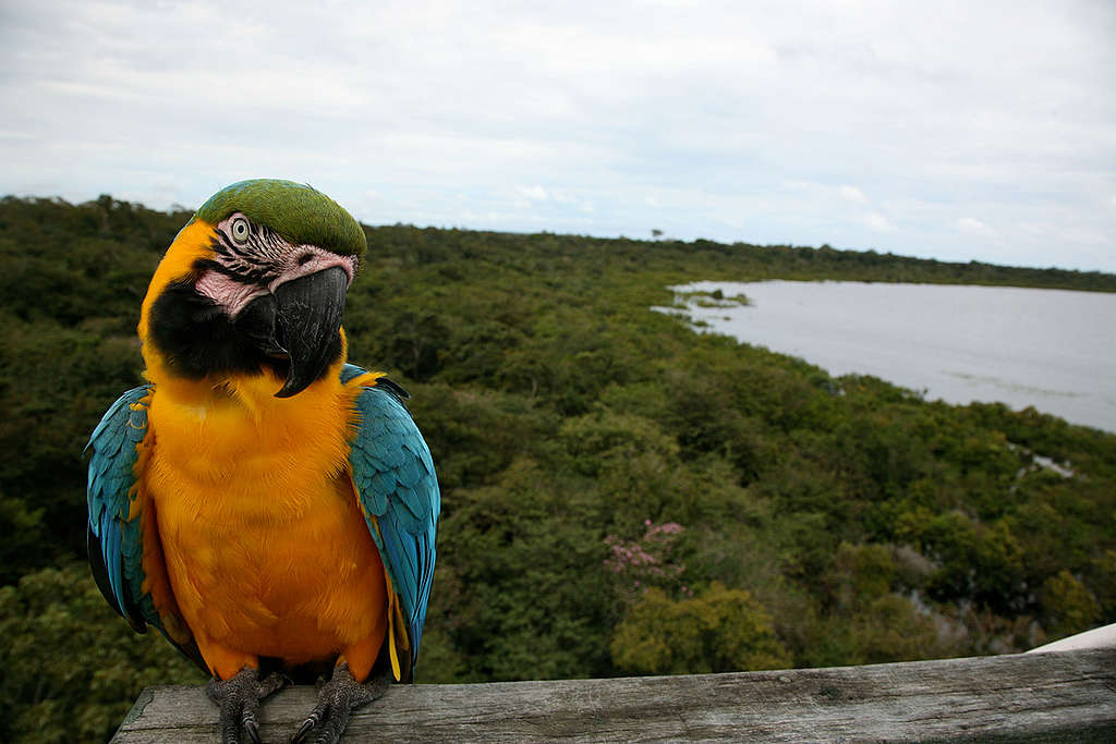 Blue Throated Macao Parrot in Brazil. © Greenpeace / Daniel Beltrá Blue Throated Macao Parrot in Brazil. © Greenpeace / Daniel Beltrá