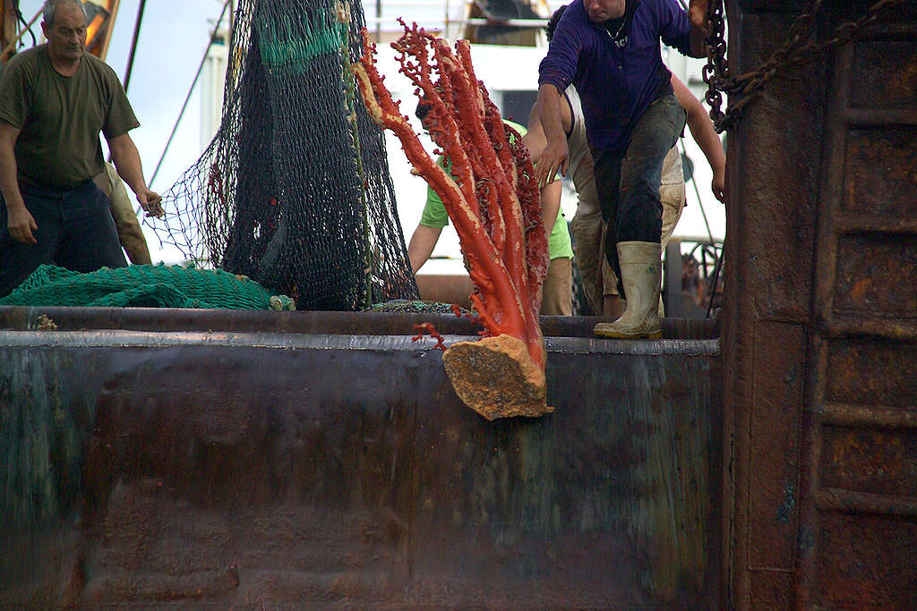 Deep Sea Trawling in the Tasman Sea. © Greenpeace / Malcolm Pullman