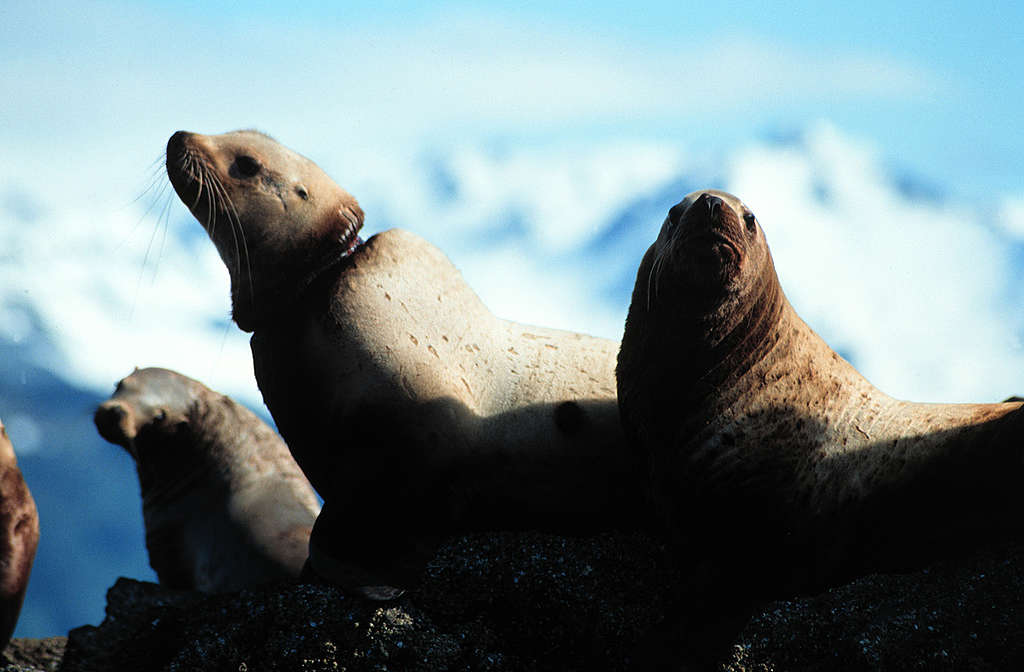 Steller Sea Lions in Alaska. © Greenpeace / Henk Merjenburgh Steller Sea Lions in Alaska. © Greenpeace / Henk Merjenburgh