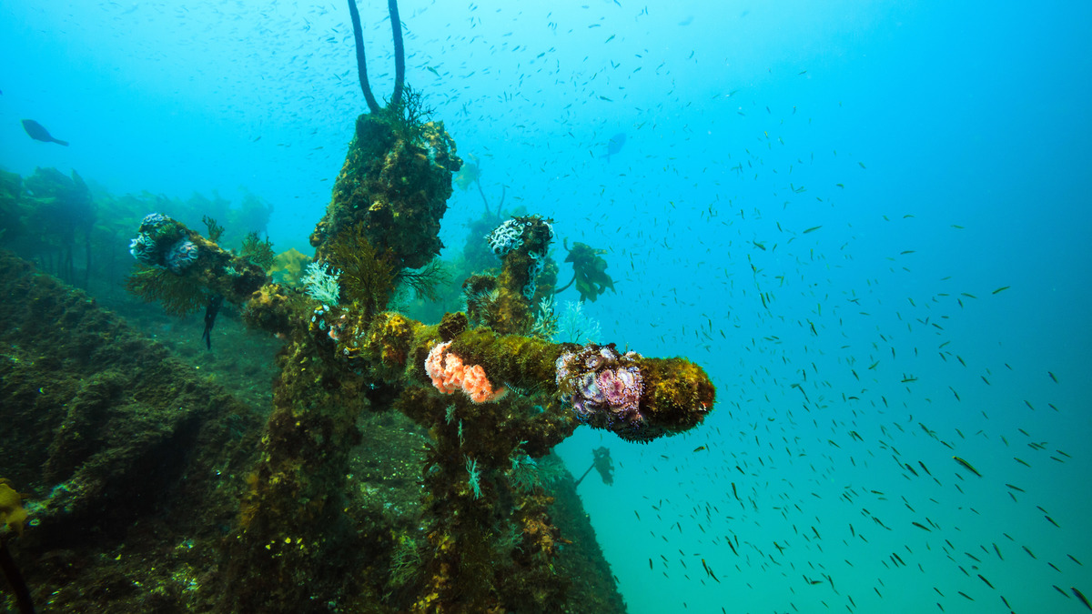 Wreck of Rainbow Warrior I in New Zealand. © Holger Weber / Greenpeace
